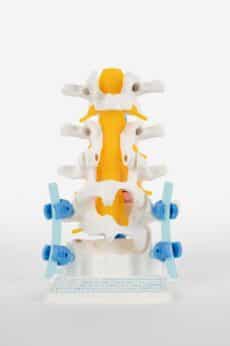 Houston Medical Product Photography Spine Model